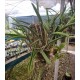 Bc. Thereza Ricci (Aclandiae x Hipodamia )  Touceira