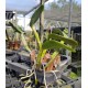Cattleya Dolosa Albescens AD - No Cachepo