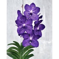Vanda Pakchong Blue (AD)