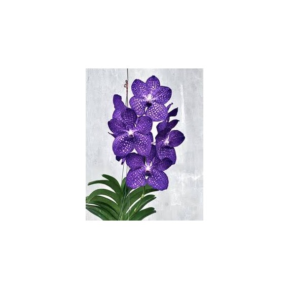 Vanda Pakchong Blue (AD)