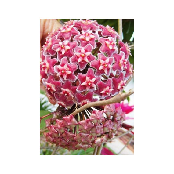 Flor de Cera (Hoya Carnosa Pink Silver)