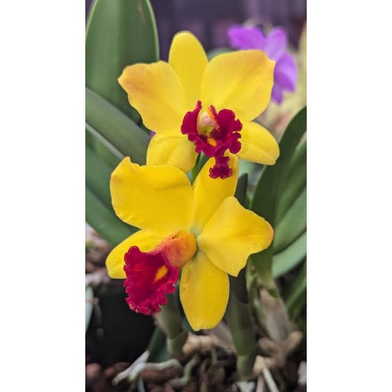Potinara Sunny Harmony - AD