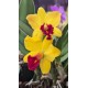 Potinara Sunny Harmony - AD