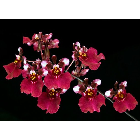Tolumnia Jairak Red Hot - Com Haste Floral