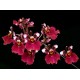 Tolumnia Jairak Red Hot - Soltando Haste Floral