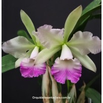 Encyclia Cordigera x Hawaiian Wedding Song - AD