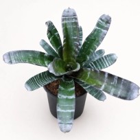 Aechmea Chantiny Green