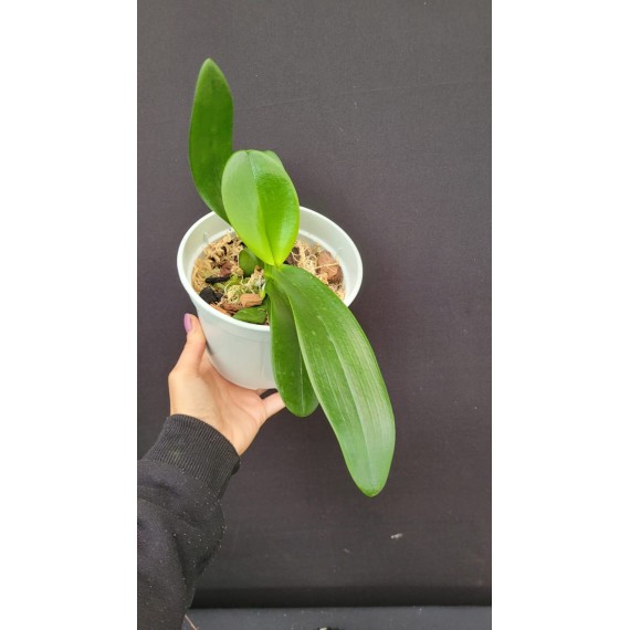 Phalaenopsis Tiny Panda - INICIANDO HASTE