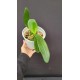 Phalaenopsis Tiny Panda - INICIANDO HASTE