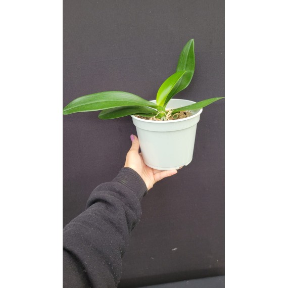 Phalaenopsis Tiny Panda - INICIANDO HASTE