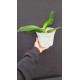 Phalaenopsis Tiny Panda - AD