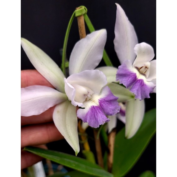 Cattleya Intermedia Coerulea Orlata - AD