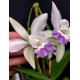 Cattleya Intermedia Coerulea Orlata - AD