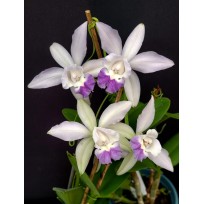 Cattleya Intermedia Coerulea Orlata - AD