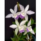 Cattleya Intermedia Coerulea Orlata - AD