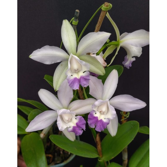 Cattleya Intermedia Coerulea Orlata - AD