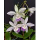 Cattleya Intermedia Coerulea Orlata - AD