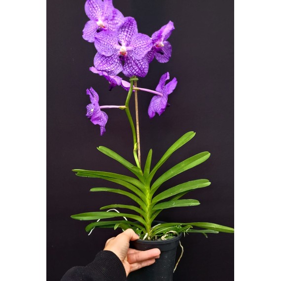 Vanda Pakchong Blue (AD)