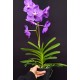 Vanda Pakchong Blue (AD)