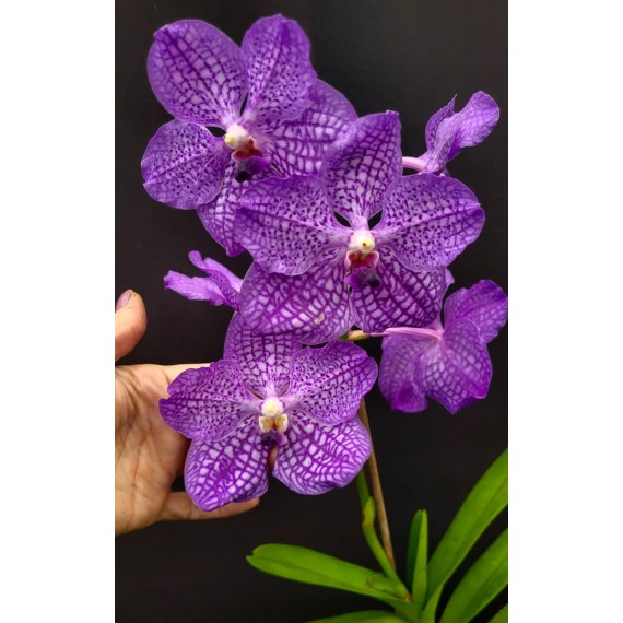 Vanda Pakchong Blue (AD)