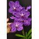 Vanda Pakchong Blue (AD)