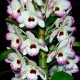 Dendrobium Love Memory Fiz - AD