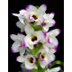 Dendrobium Love Memory Fiz - AD