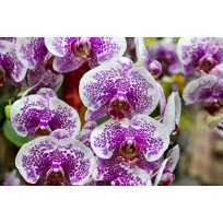 Phalaenopsis  Ackers Sweet Dragon Tree - Haste Floral