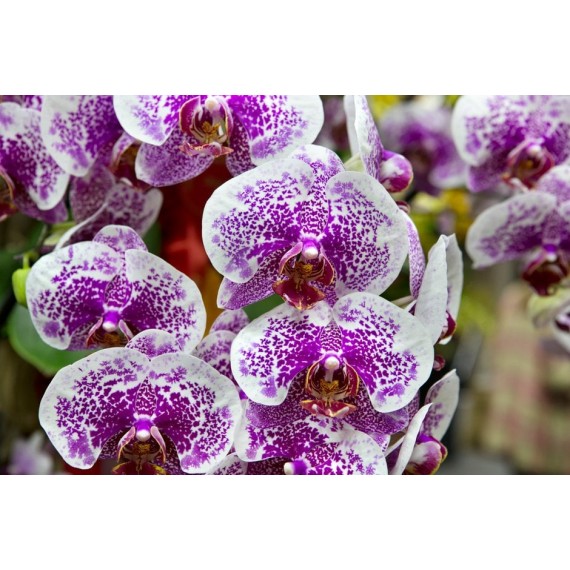 Phalaenopsis  Ackers Sweet Dragon Tree - Haste...