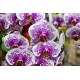 Phalaenopsis  Ackers Sweet Dragon Tree - Haste Floral