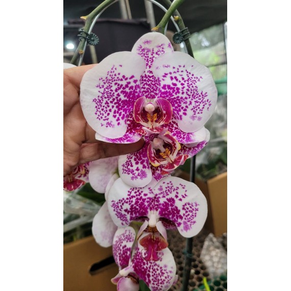 Phalaenopsis  Ackers Sweet Dragon Tree - Haste...