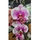 Phalaenopsis  Ackers Sweet Dragon Tree - Haste Floral