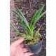 Tolumnia Jairak Red Hot - Com Haste Floral