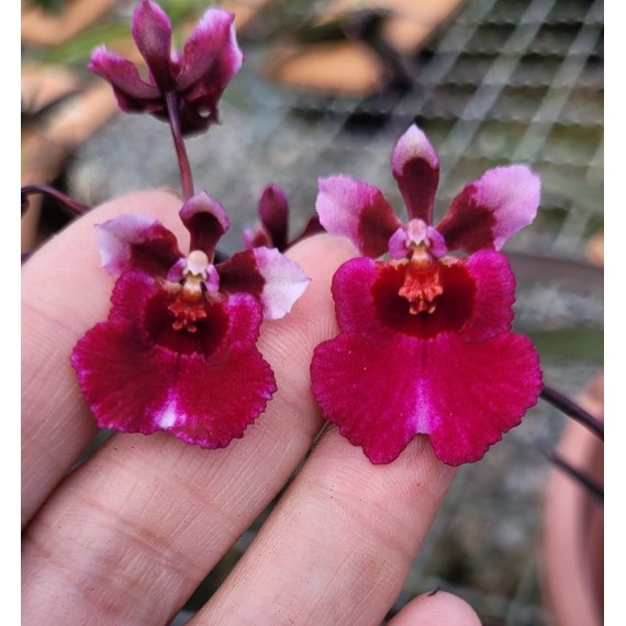Tolumnia Jairak Red Hot - Com Haste Floral