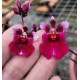 Tolumnia Jairak Red Hot - Com Haste Floral
