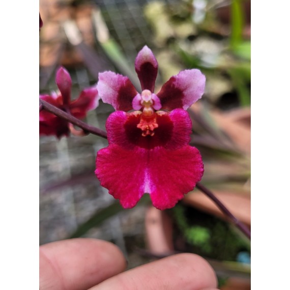 Tolumnia Jairak Red Hot - Com Haste Floral