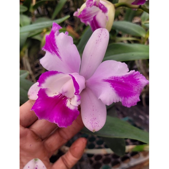 Cattleya Intermédia Aquini Flâmea - AD