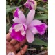 Cattleya Intermédia Aquini Flâmea - AD