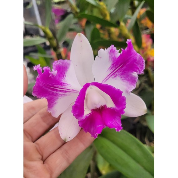 Cattleya Intermédia Aquini Flâmea - AD