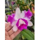 Cattleya Intermédia Aquini Flâmea - AD