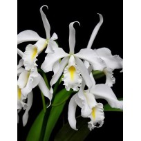 Cattleya Máxima Alba (AD)