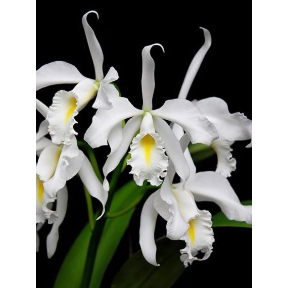 Cattleya Máxima Alba (AD)