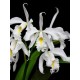 Cattleya Máxima Alba (AD)