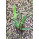 Cattleya Máxima Alba (AD)
