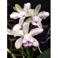 Cattleya Intermedia Coerulea Ternura