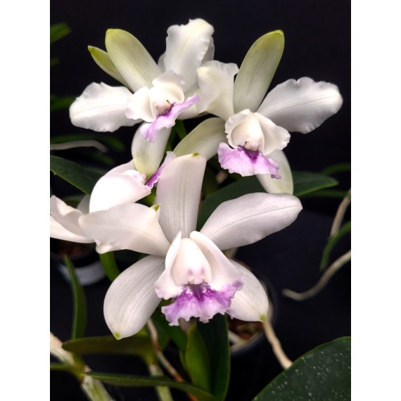 Cattleya Intermedia Coerulea Ternura