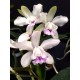 Cattleya Intermedia Coerulea Ternura