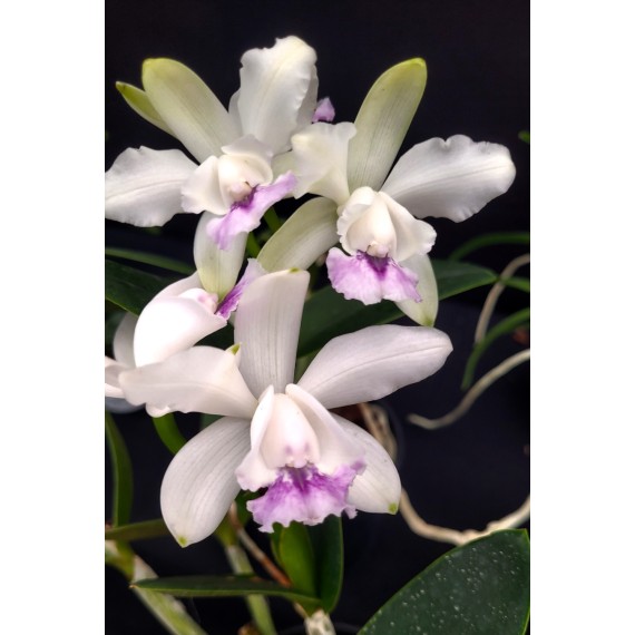 Cattleya Intermedia Coerulea Ternura