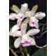 Cattleya Intermedia Coerulea Ternura