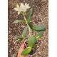Cattleya Intermedia Coerulea Ternura